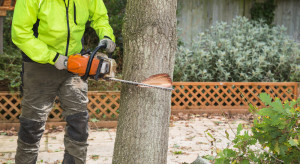 Wycinka drzew 2023: Będzie łatwiej wyciąć drzewo na własnej posesji