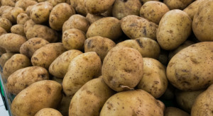 Ziemniaki 2022: Ceny utrzymają się na wysokim poziomie