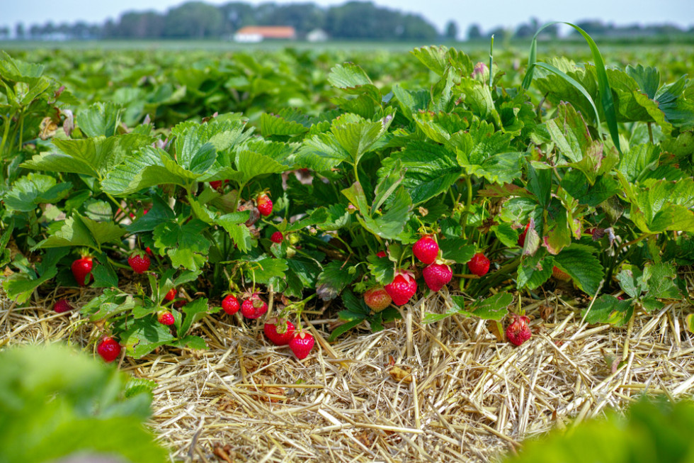 Produkt powinien być zastosowany przed prognozowanym wystąpieniem stresu, tak aby przygotować roślinę na stres. / fot. shutterstock Stres abiotyczny w truskawkach - jak złagodzić jego skutki?