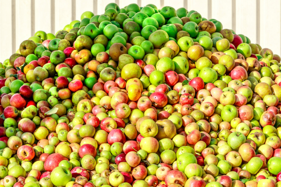 Sadownicy nie zbiorą wszystkich jabłek. Większa część trafi do przetwórstwa