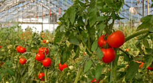 Słowacja: Producenci rezygnują z uprawy pomidorów zimą