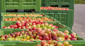 Jabłka przemysłowe 2023: Ceny wzrosną po połowie stycznia?
