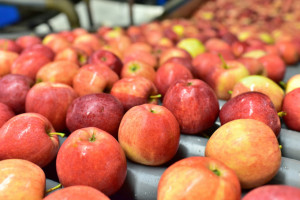 Galster: Liczymy, że ceny jabłek wzrosną po Nowym Roku