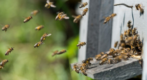 Na ile wyceniana jest roczna wartość pracy jednej rodziny pszczelej?