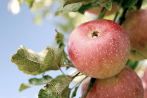 GUS oszacował zbiory jabłek 2022. Ile wyniosły?