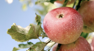 GUS oszacował zbiory jabłek 2022. Ile wyniosły?