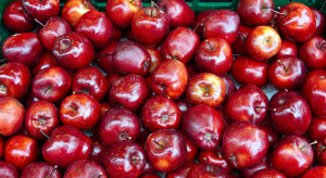 Czego możemy spodziewać się na światowym rynku jabłek?