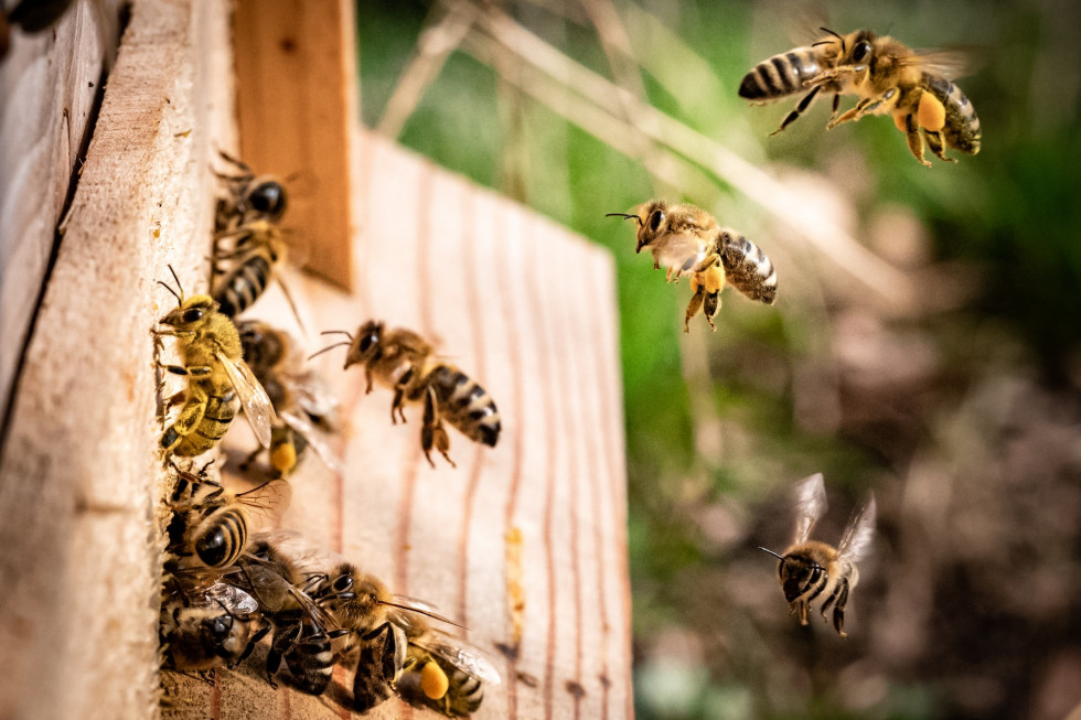 Polacy zachęcają do hodowli pszczół i produkcji miodu w Libanie