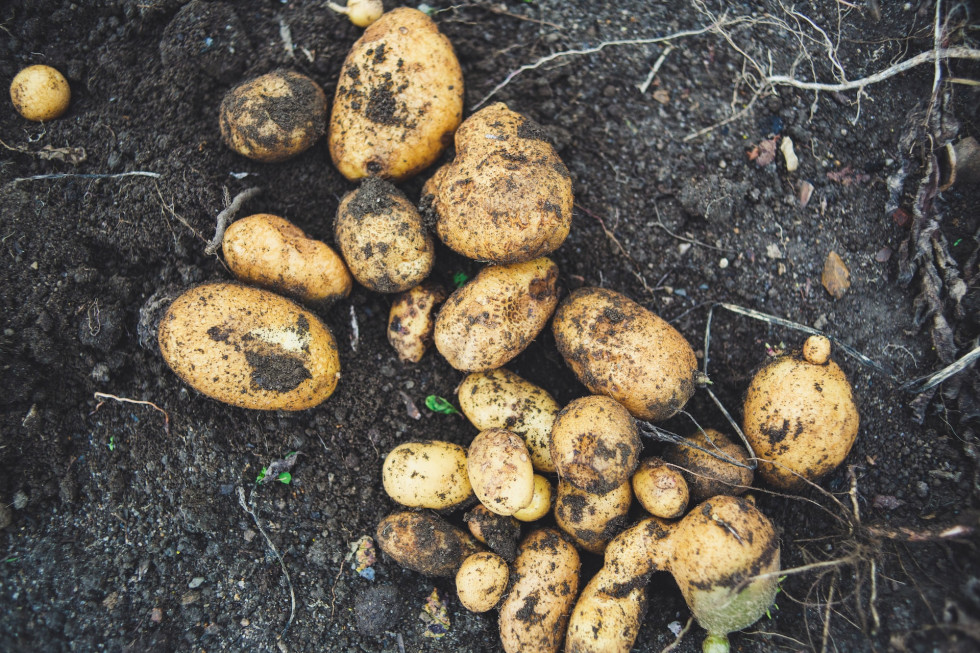 Uprawy ziemniaka - jakie plony w 2022 roku?