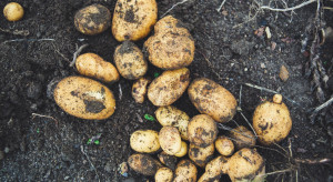 Uprawy ziemniaka - jakie plony w 2022 roku?