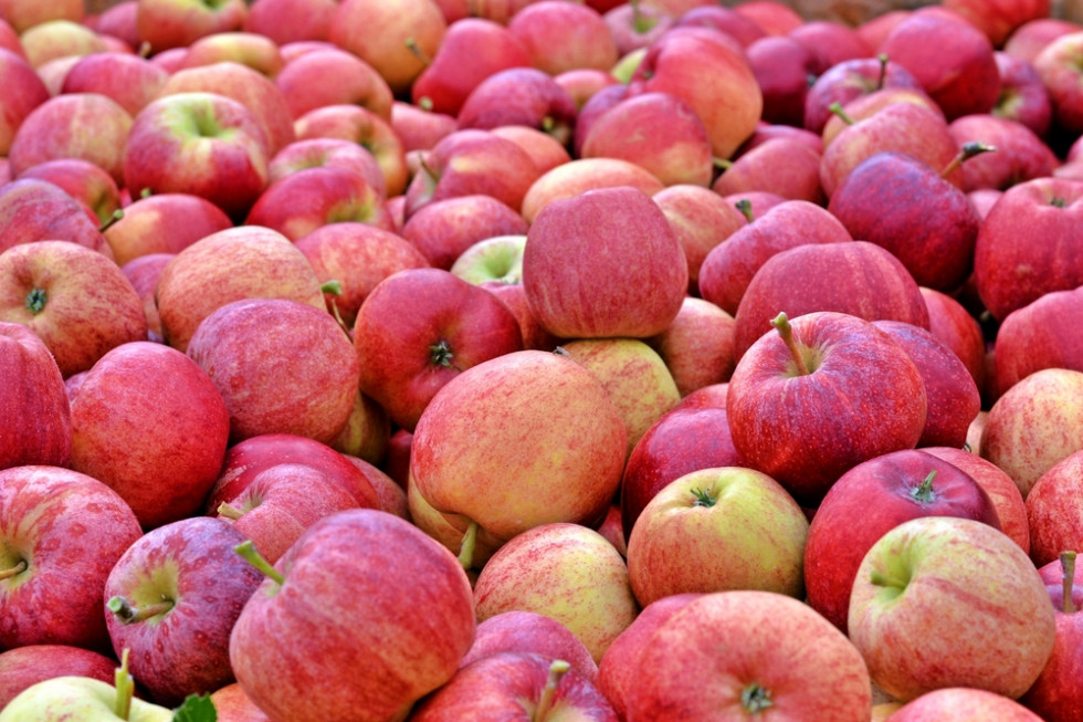 Dobry popyt na polskie jabłka w Indiach