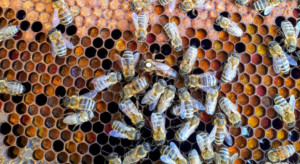 42 mln zł trafiło dla pszczelarzy w ciągu ostatnich dwóch lat