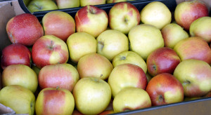 Jak przebiega sprzedaż jabłek we Włoszech?