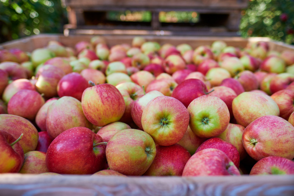 Perspektywy dla jabłek na 2023 rok. Ceny wreszcie wzrosną?