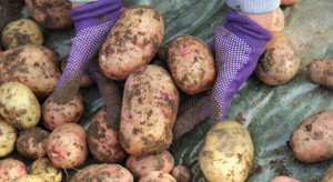Najlepsze wczesne odmiany jadalne ziemniaka w 2022 r.