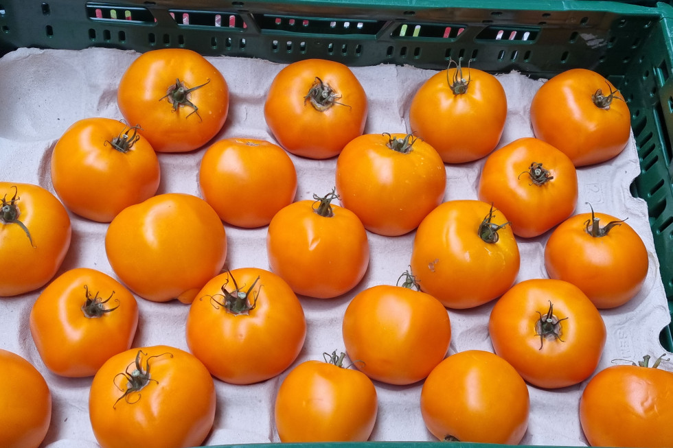 Import hamuje ceny krajowych pomidorów