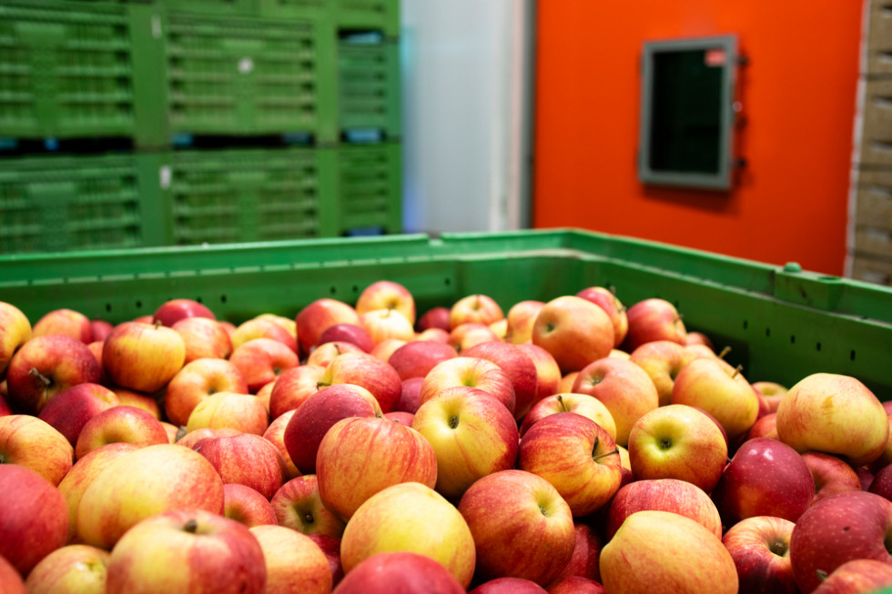 WAPA: Europejskie zapasy jabłek niższe niż w 2021 roku