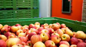 WAPA: Europejskie zapasy jabłek niższe niż w 2021 roku