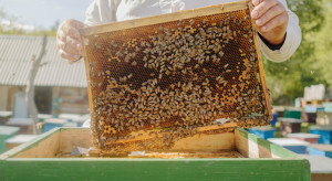 Pierwsza szczepionka dla pszczół miodnych zatwierdzona w USA