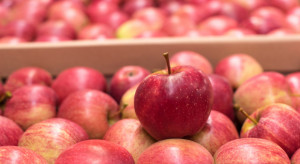 Handel jabłkami wraca do normalnych poziomów