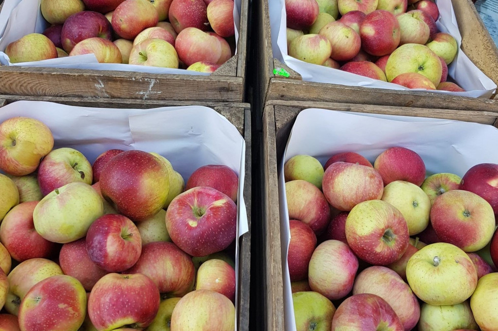 Sadownicy i kupcy narzekają. Co dzieje się na rynku jabłek i gruszek?