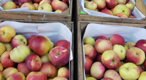 Sadownicy i kupcy narzekają. Co dzieje się na rynku jabłek i gruszek?