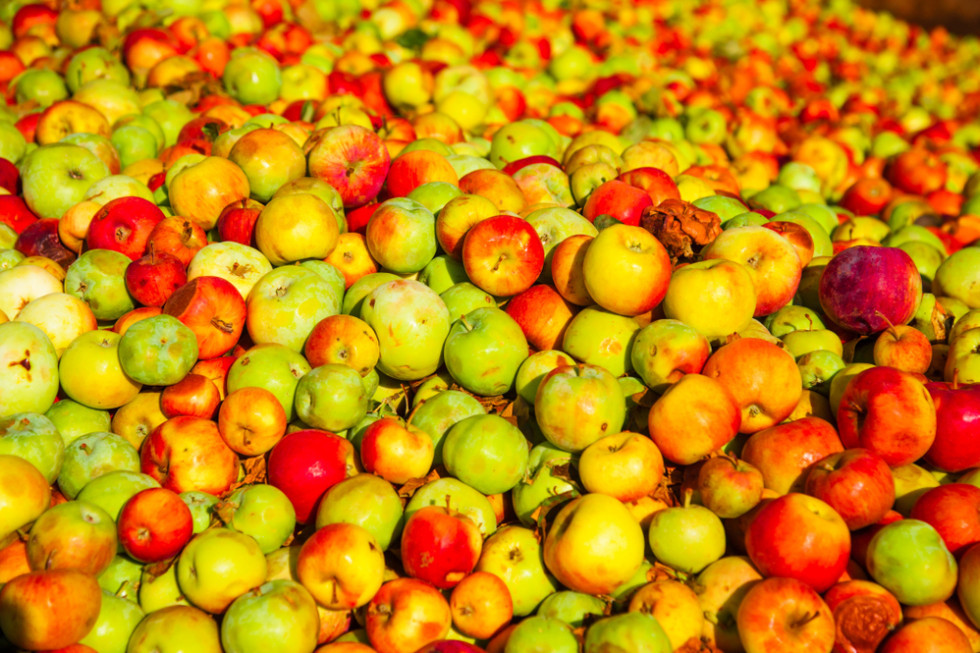 Jabłka przemysłowe 2023: Owoce z sadów wciąż trafiają na skupy