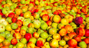 Jabłka przemysłowe 2023: Owoce z sadów wciąż trafiają na skupy