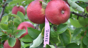 Jedna z najsmaczniejszych odmian jabłek. Ma bardzo aromatyczne owoce