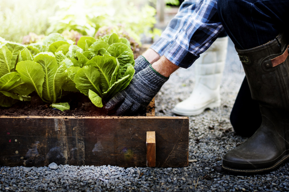 Praca w ogrodzie przynosi same korzyści. Jak wpływa na nasz organizm?