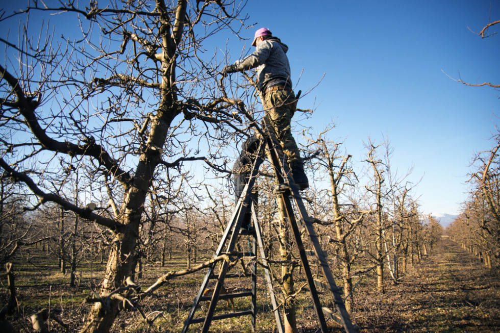 Trwa zimowe cięcie sadów. Większość sadowników zdecydowała się na samodzielne cięcie bądź z pomocą rodziny. / fot. shutterstock Stawki za cięcie ręczne znacznie wzrosły. Wielu nie stać na ekipę