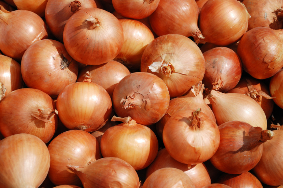 Nowe odmiany cebuli Seminis/ fot. shutterstock Trzy nowe odmiany cebuli - co je wyróżnia?