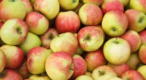 Komplikuje się sytuacja producentów jabłek na Ukrainie