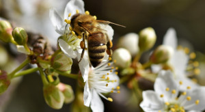 Nowy ład dla pszczół uderzy w branżę środków ochrony roślin
