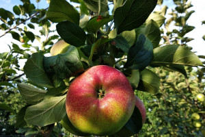 Mniej sadów jabłoniowych w Czechach. Sadownicy przetrwają kryzys?