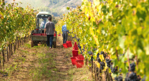 Producent winogron oszukany na 605 tys. euro