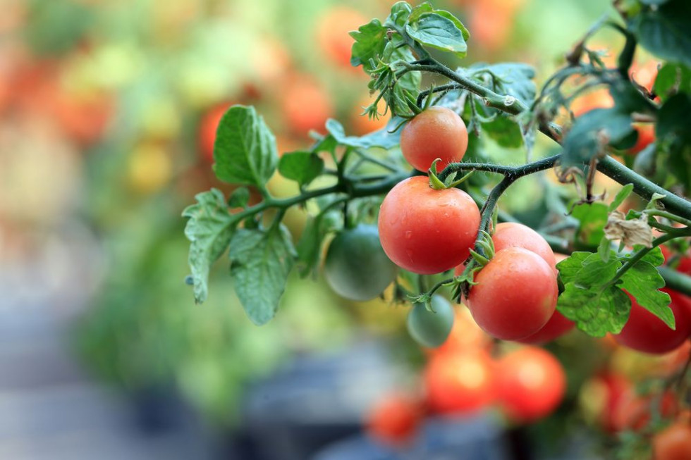 Zrzeszenie Plantatorów Owoców i Warzyw w Łowiczu poszukuje nowych członków - plantatorów pomidorów; fot. shutterstock.com Poszukiwani plantatorzy pomidorów gruntowych dla zakładu w Łowiczu