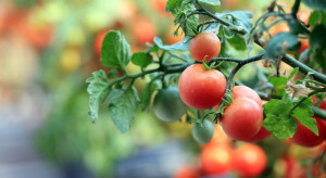 Poszukiwani plantatorzy pomidorów gruntowych dla zakładu w Łowiczu