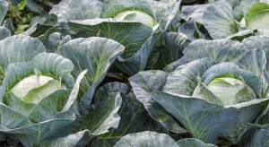 Ochrona warzyw. Jakie rozwiązania zastosować?