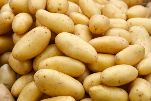5 nowych odmian ziemniaka w Coboru