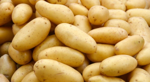 5 nowych odmian ziemniaka w Coboru