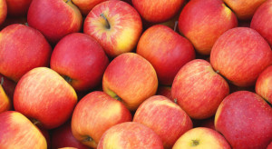 Eksport jabłek na dalekie rynki. "Dominuje Gala, Golden i Red Delicious"