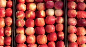 Ukraina wznowiła eksport jabłek do znaczącego kraju