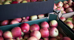 Handel jabłkami ożywił się od połowy stycznia