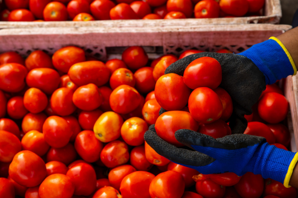 Pomidor Lima idealny na przeciery. Co wiemy o tej odmianie?