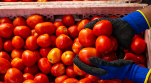 Pomidor Lima idealny na przeciery. Co wiemy o tej odmianie?