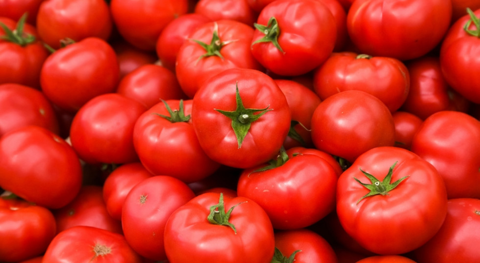 Pomidor Baron. Szczególnie polecany do szklarni i pod osłony