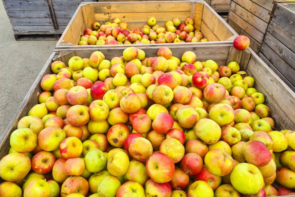 Ceny jabłek przemysłowych. Ile płacą teraz skupy?