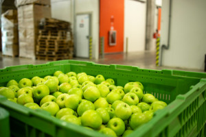 Ceny energii zżerają opłacalność przechowywania jabłek
