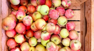 Belgijscy sadownicy mają dość. Protesty przeciwko niskim cenom jabłek